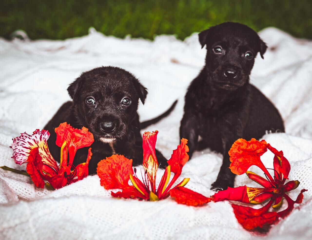 Pets of the Week: Litter of three puppies, kittens