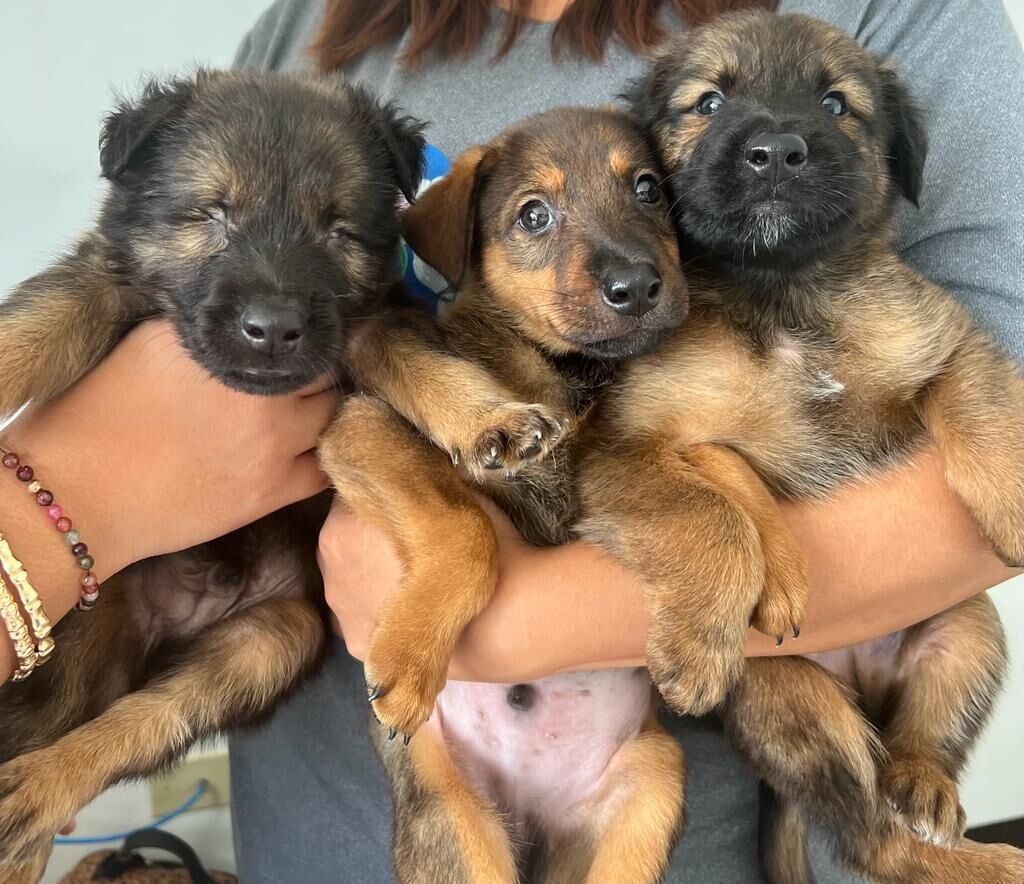 Shepherd and lab mix hot sale puppies