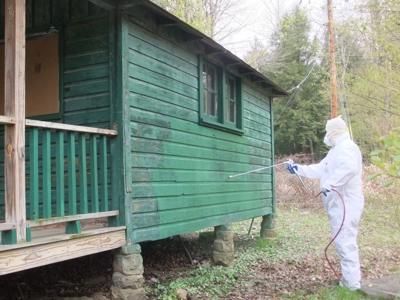 Sprucing Up Allegany State Park News Salamancapress Com