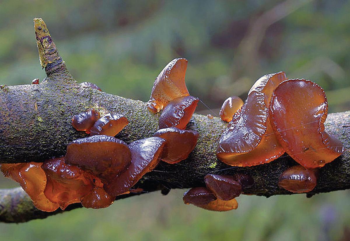 A Fungus Among Us News Salamancapress Com