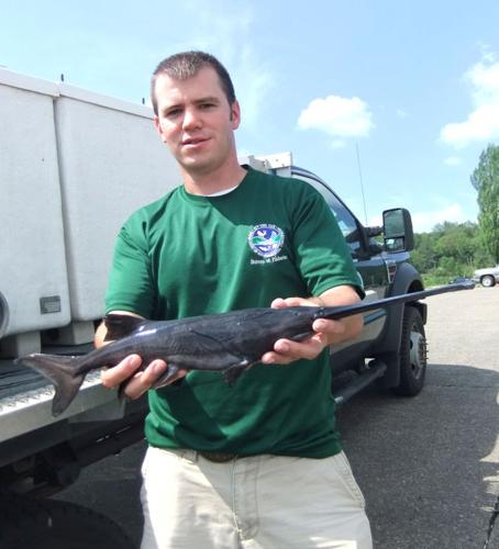 Paddlefish continue to be released to restore river ecosystem, News