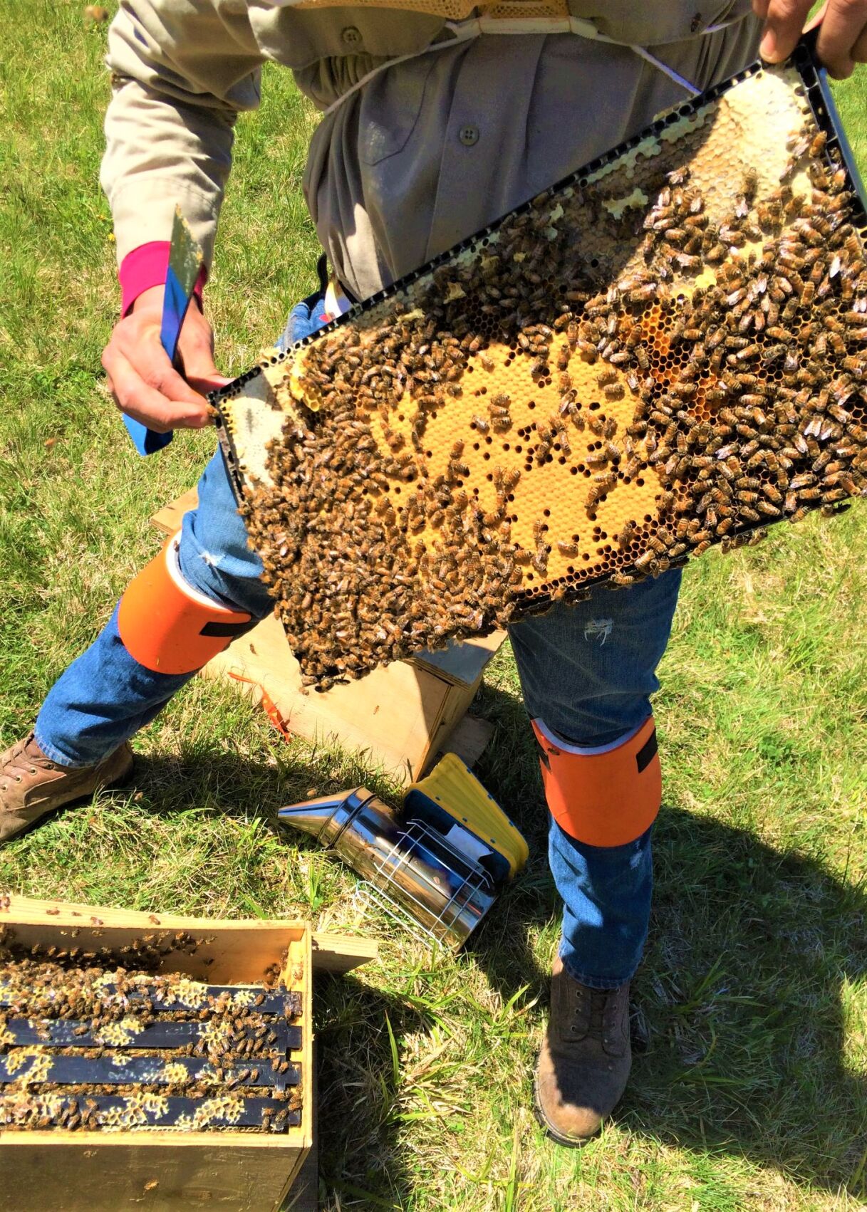 Business is buzzing at Merrimack Valley Apiaries | News