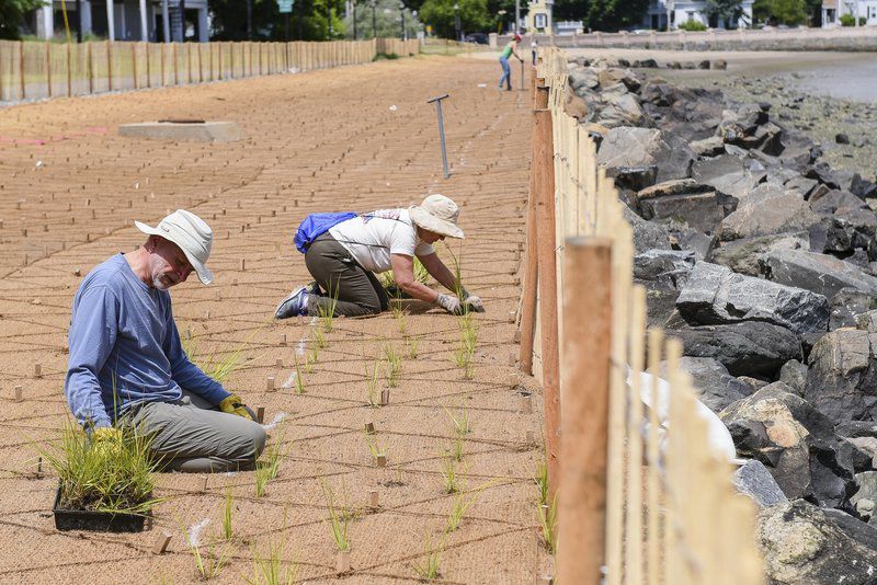 Living shoreline Seagrass plantings could combat rising sea levels Local News
