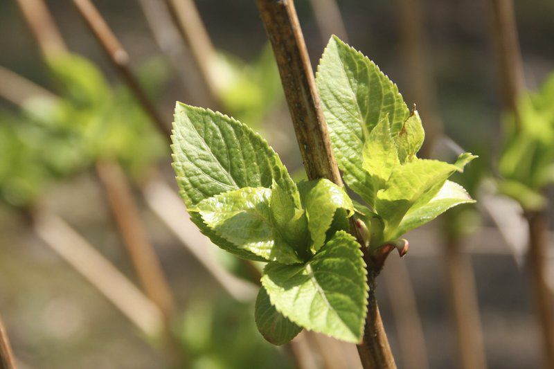 Overwatered basil means its mealtime for bugs Lifestyles