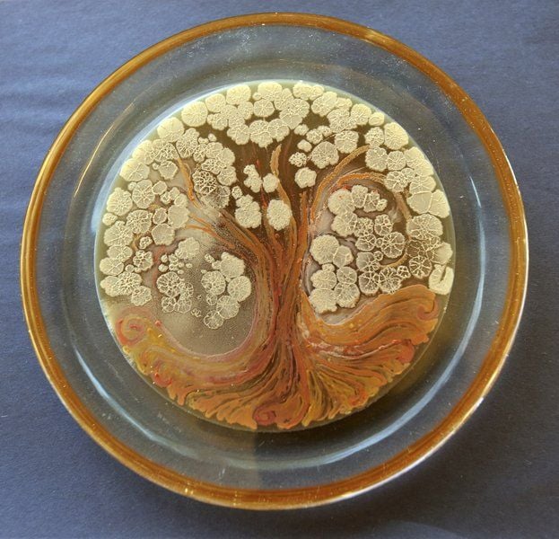 Beauty in a petri dish Local News