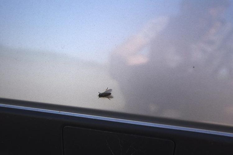 They're back Greenhead flies return to Ipswich, North Shore Local