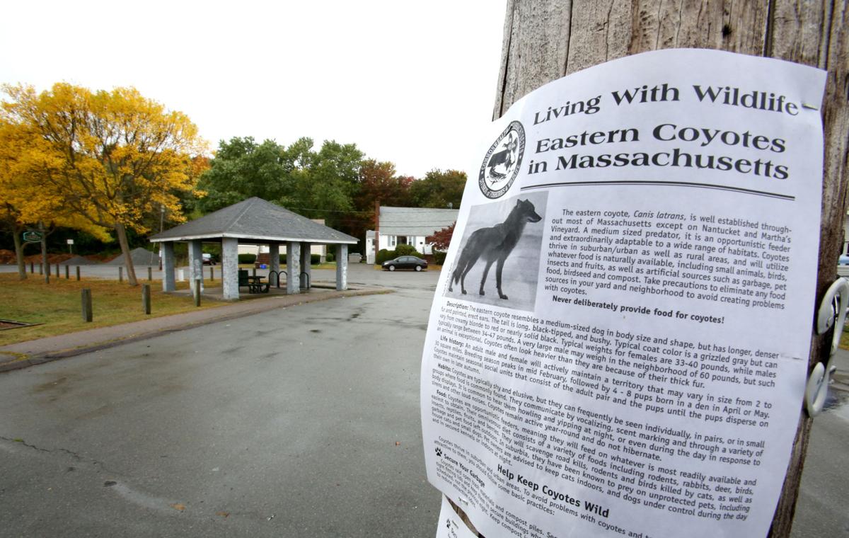 Authorities Sound Alarm About Coyote Attacks On Pets Local News