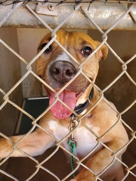 Salem store animal shelter