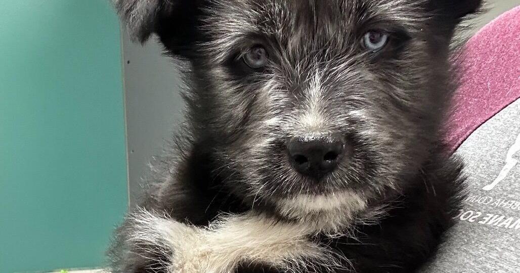 Mississippi dogs arrive in Mass. ahead of winter storm