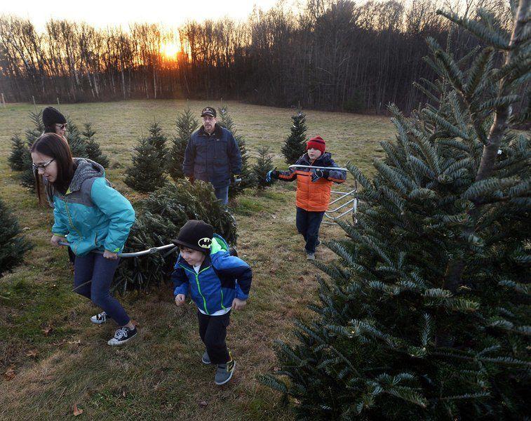 Christmas Trees Aplenty Despite Tight Market Business Salemnews Com