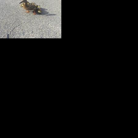 Firefighters rescue ducklings from Peabody storm drain | Local News ...