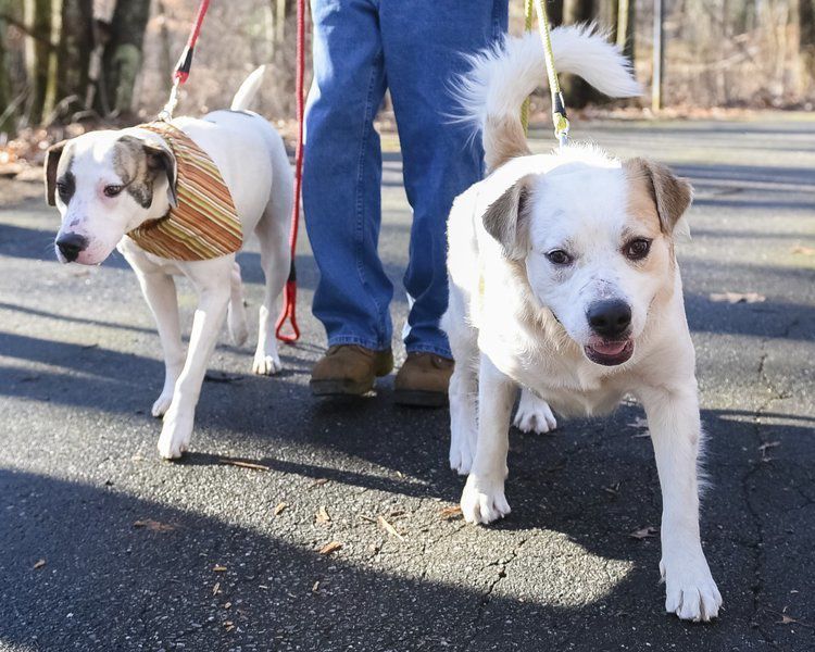 Rescue pups find a loving home with reporter's family Lifestyles