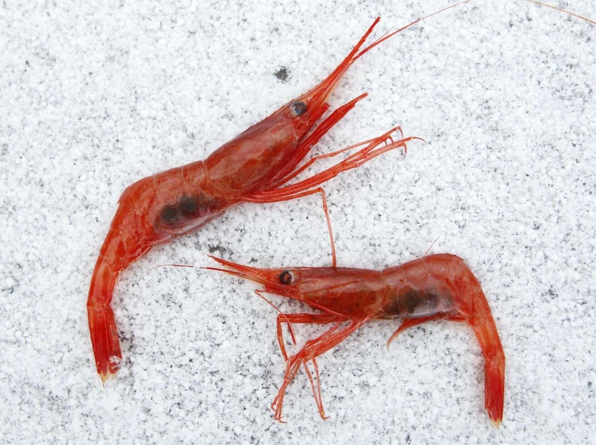 New England's long-shuttered shrimp business, victim to warming