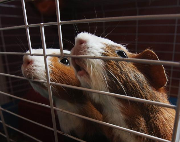 Salisbury's Guinea Pig Sanctuary is bursting with business North Of