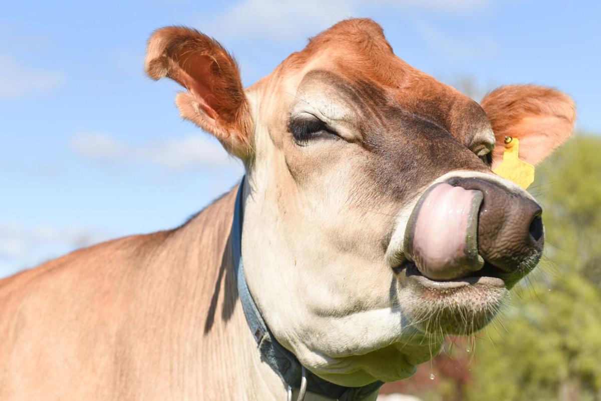 Appleton Farms' cows head out to pasture for first time this year