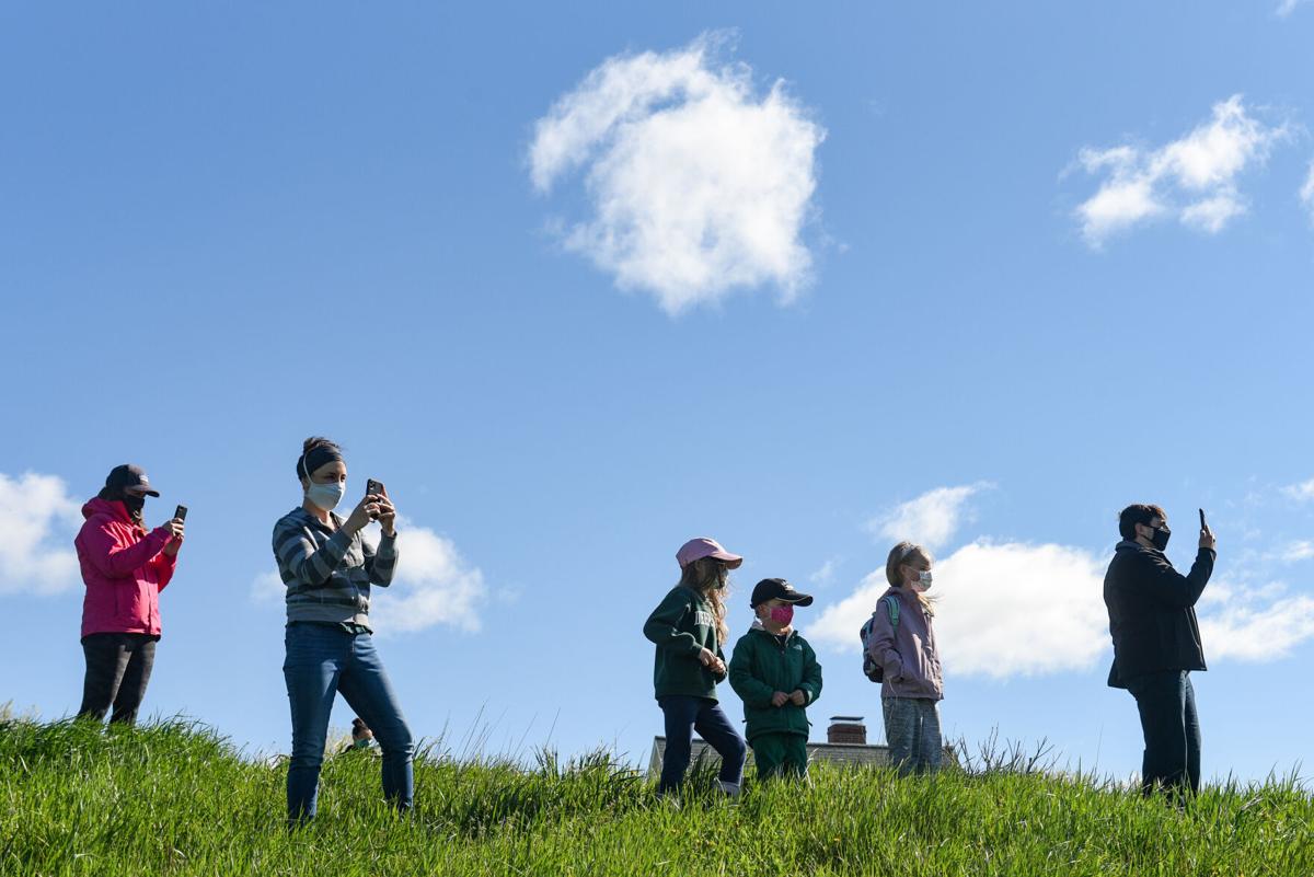 Appleton Farms' cows head out to pasture for first time this year