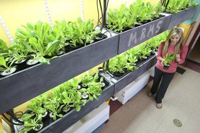 Wall Of Lettuce Is Growing In School Cafeteria Local News