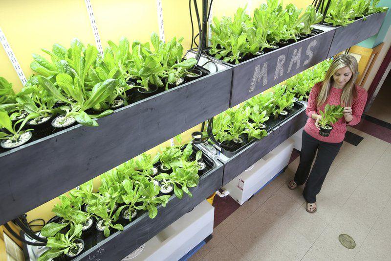 Wall Of Lettuce Is Growing In School Cafeteria Local News