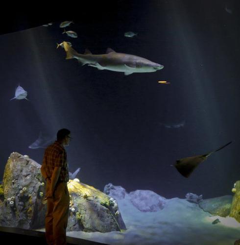 Sandy-ravaged aquarium opens splashy new shark exhibit