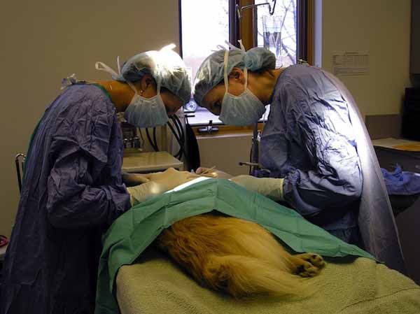 18. Veterinarians.jpg