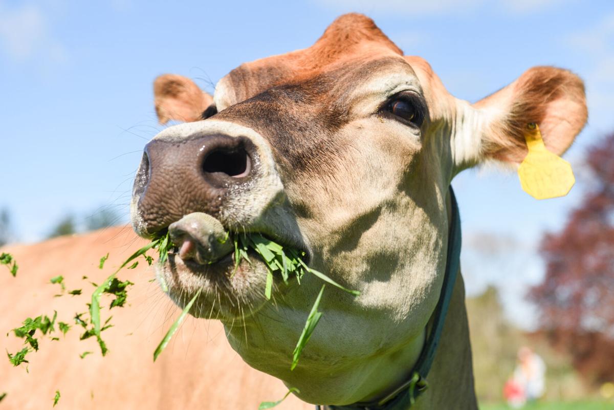 Appleton Farms' cows head out to pasture for first time this year