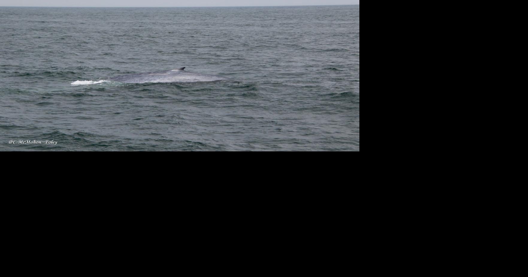 Rare sighting of a blue whale — largest animal on earth