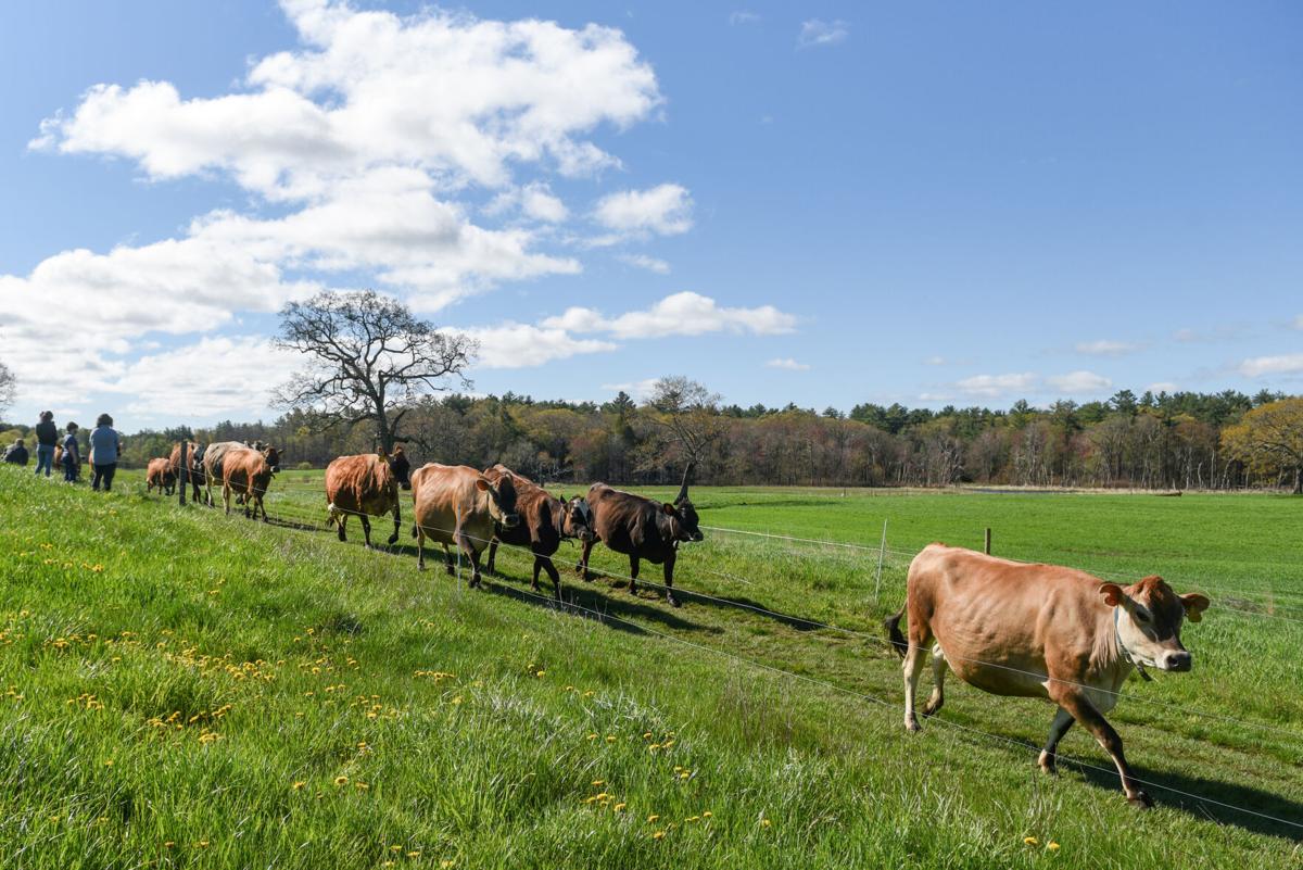 Appleton Farms' cows head out to pasture for first time this year
