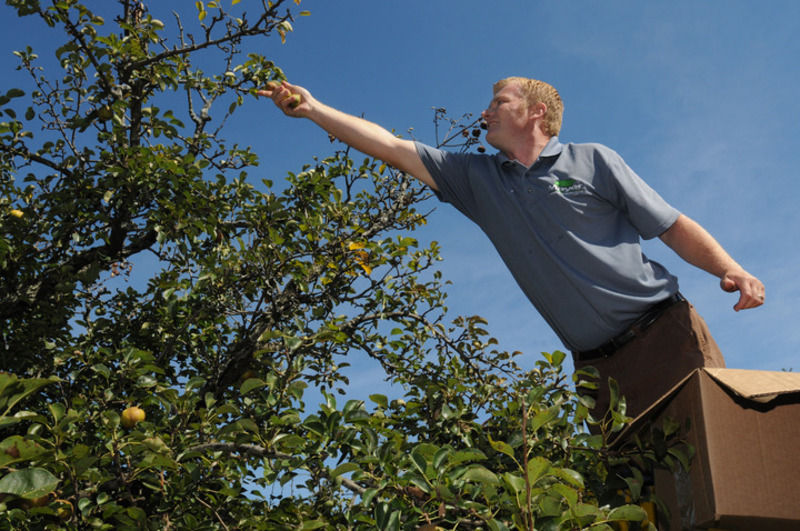 This oldest of pear trees bears fruit Local News salemnews