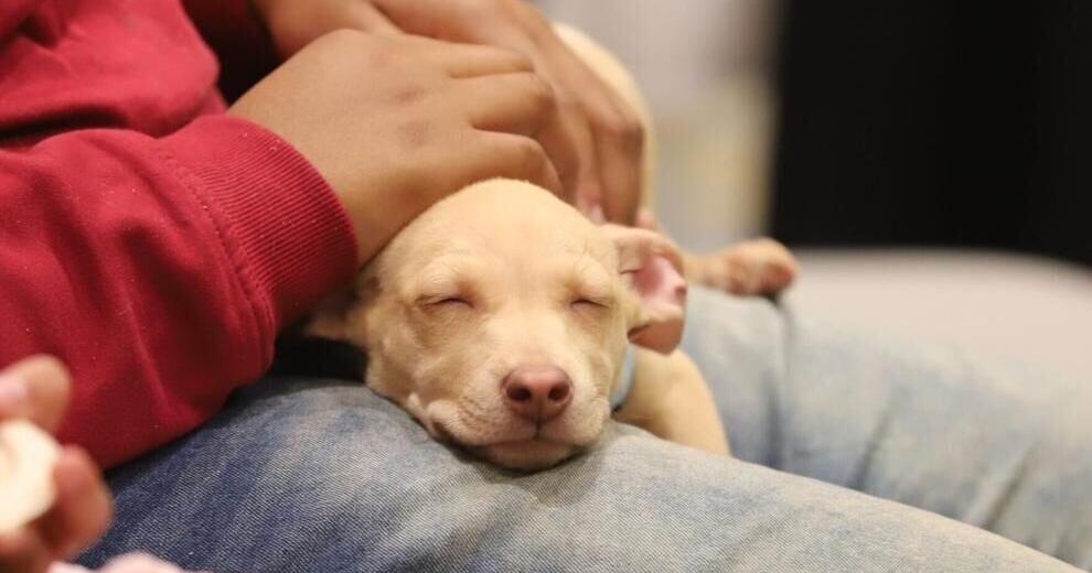 House bill would ease pet seizure process, public housing rules