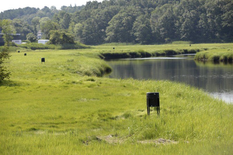 They're back Greenhead flies return to Ipswich, North Shore Local