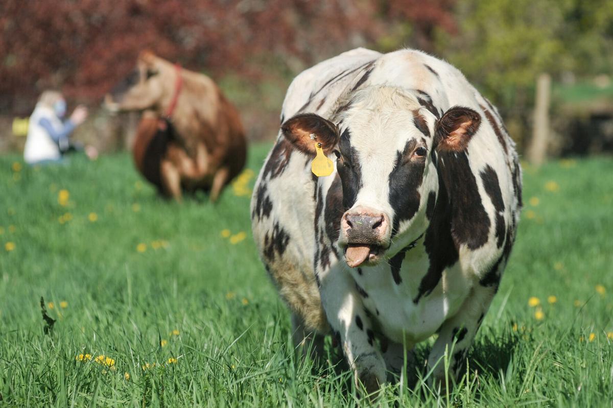 Appleton Farms' cows head out to pasture for first time this year