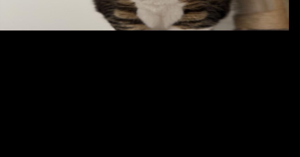 Angell Animal Medical Center shares spring safety tips