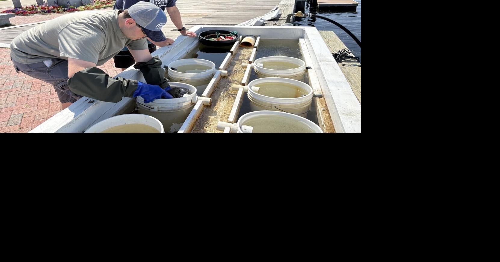 80K oysters to be grown for benefit of river
