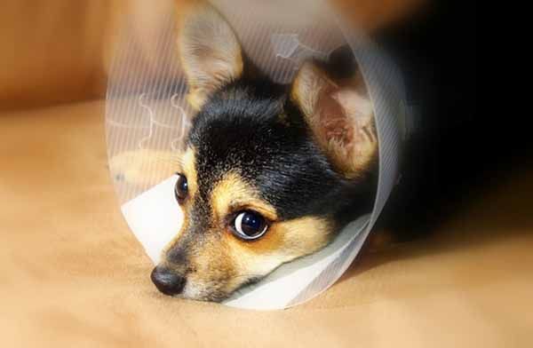 13. Veterinary technologists and technicians.jpg