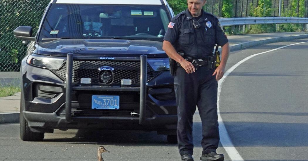 Danvers ducklings rescued from storm drain