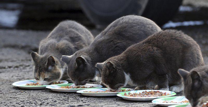 Lost Cat Leads To Feral Discovery Local News Salemnews Com