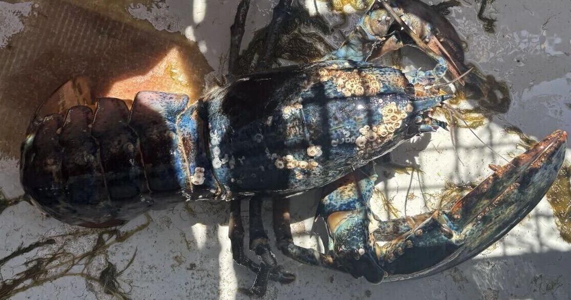 Lobsterman snags two blue lobsters on the same day