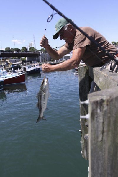 striped bass fishing