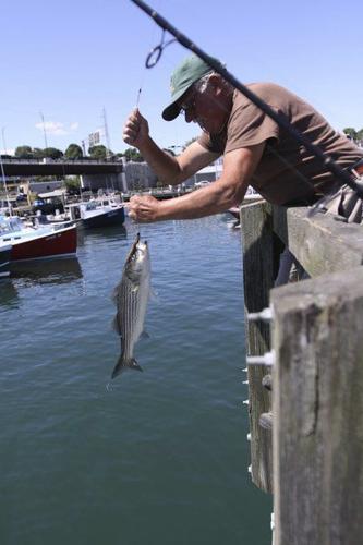 State weighs ban on commercial striped bass fishing