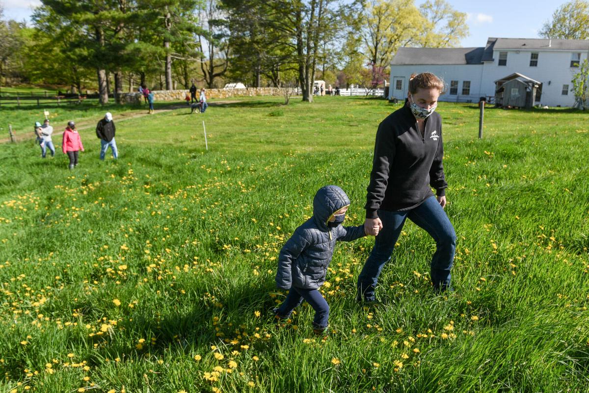Appleton Farms' cows head out to pasture for first time this year