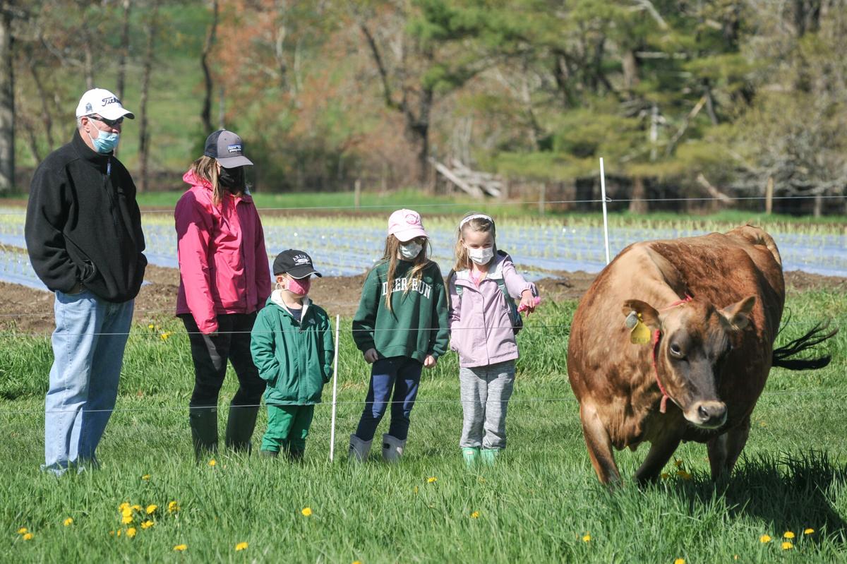 Appleton Farms' cows head out to pasture for first time this year