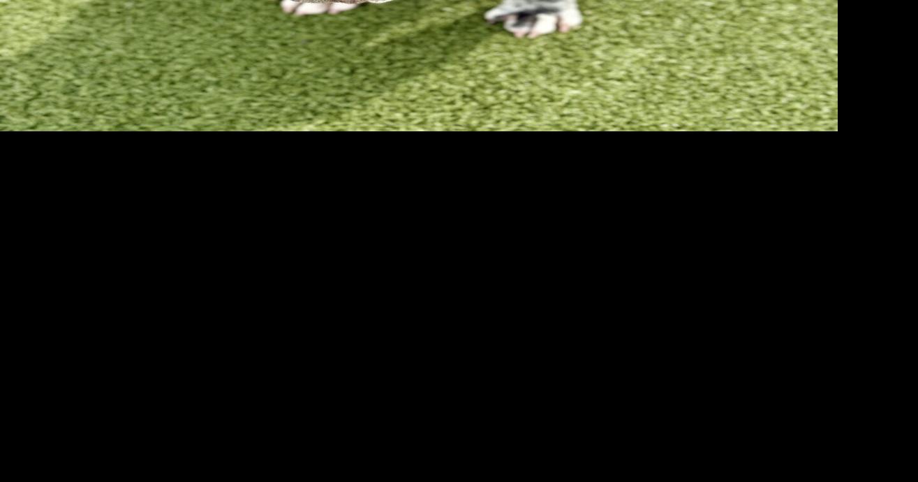 MSPCA-Angell: Homes needed for infirmed French bulldogs | North Of ...