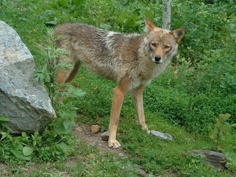 Coyote incidents in Salem prompt call for caution | Local News ...