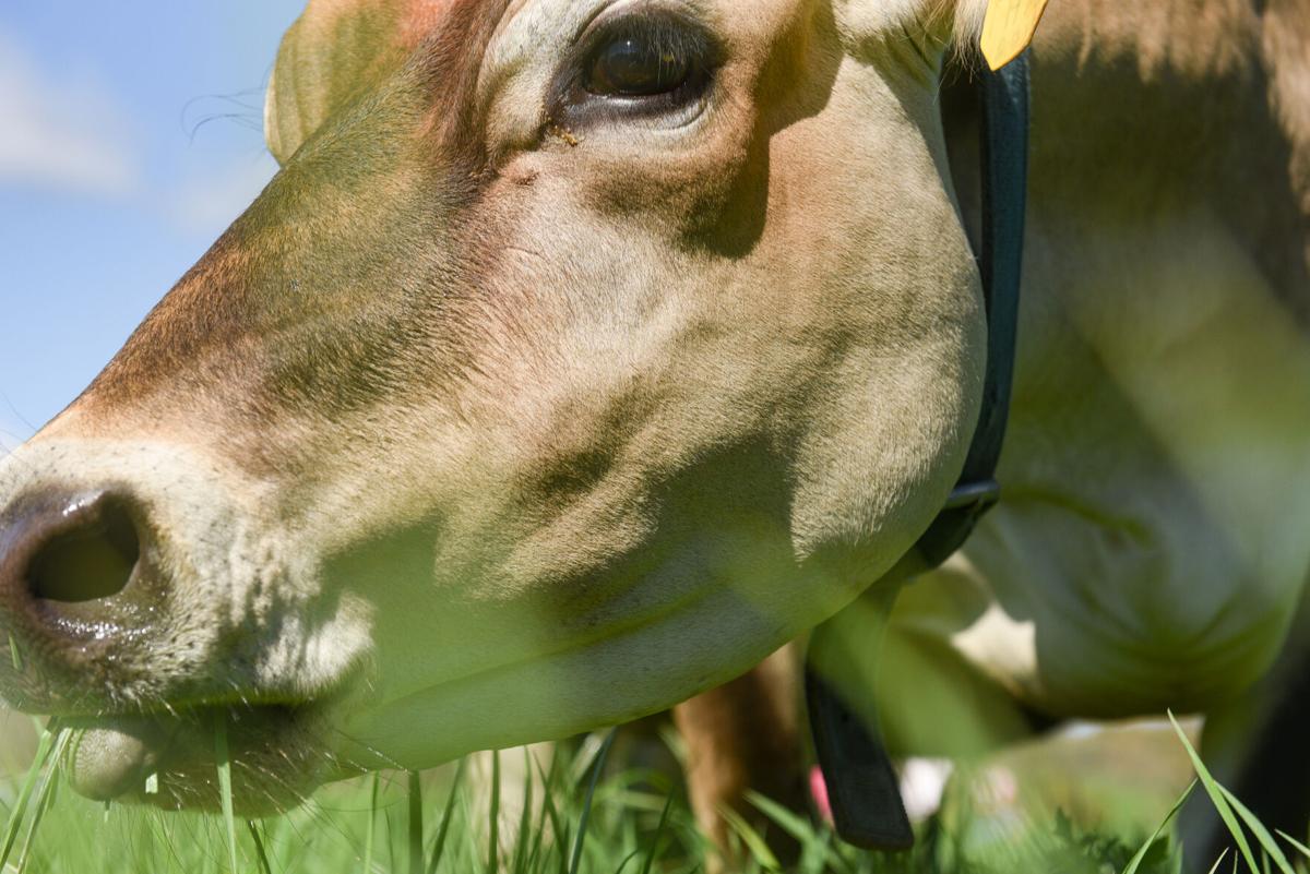 Appleton Farms' cows head out to pasture for first time this year