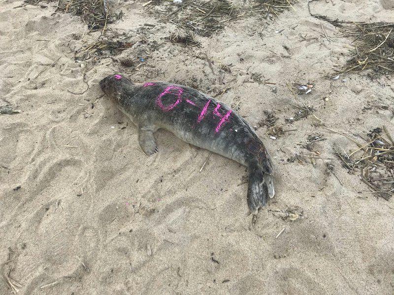 Dozens of dead seals wash up along coast