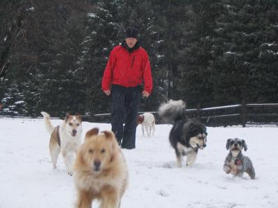 dogs.jpg