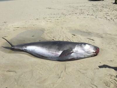 Rare pygmy sperm whale washes up in Ipswich | Local News ...
