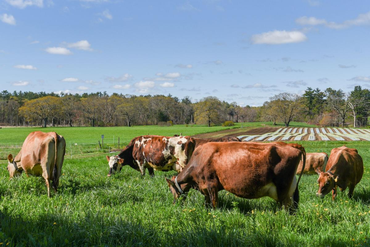 Appleton Farms' cows head out to pasture for first time this year