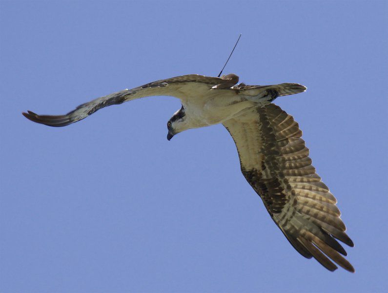 do osprey migrate