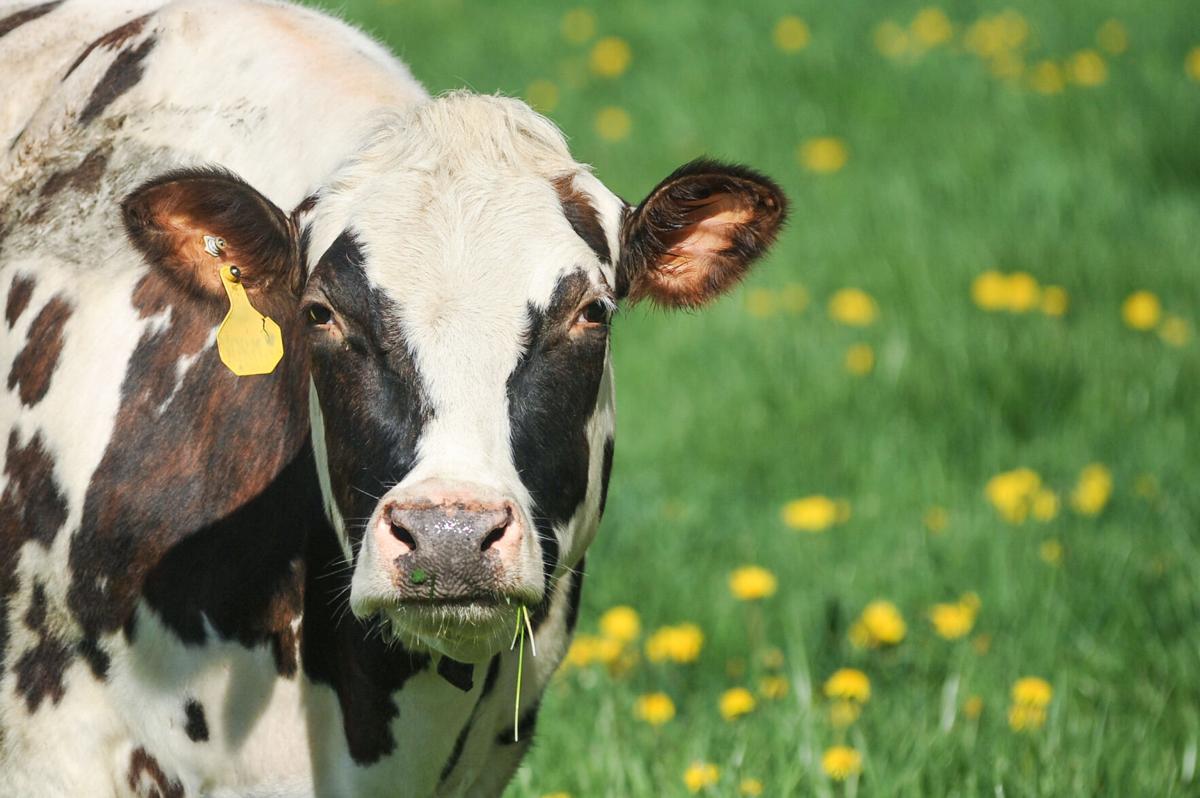 Appleton Farms' cows head out to pasture for first time this year